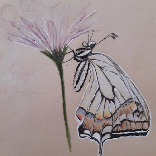 Papillon Machaon