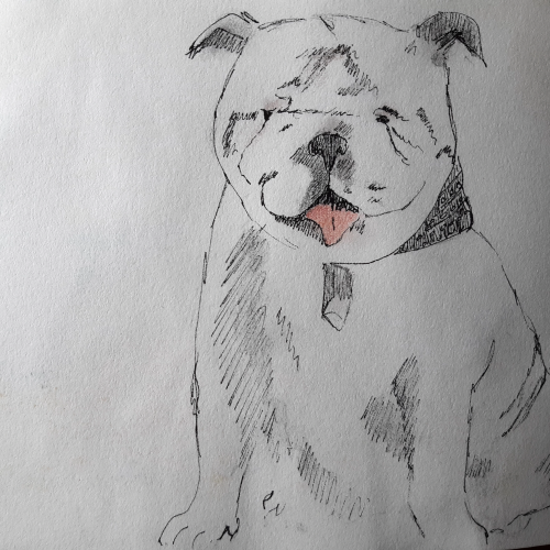 Bulldog Anglais