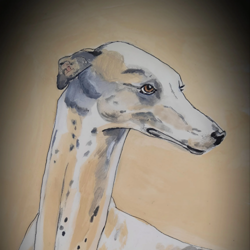 Lévrier Greyhound