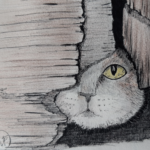 L'oeil du chat aux aguets...